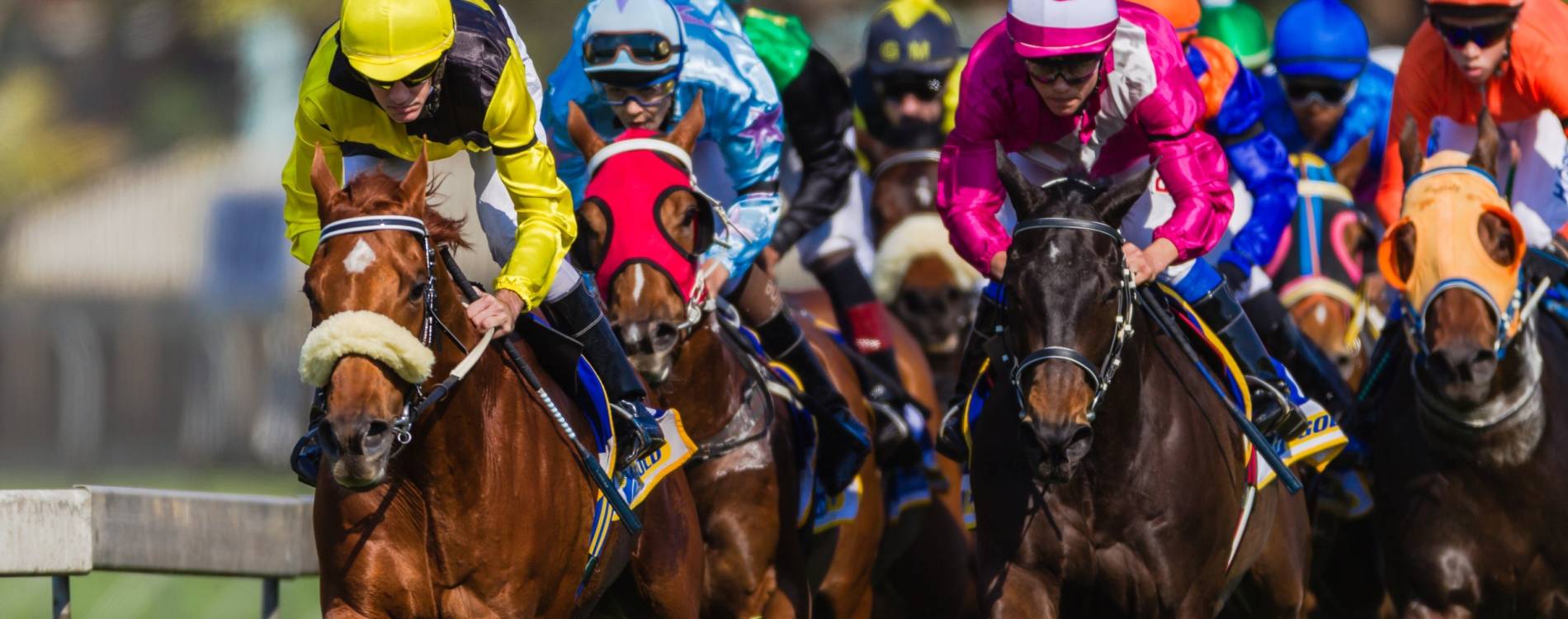 A tight pack of horses jostle for position