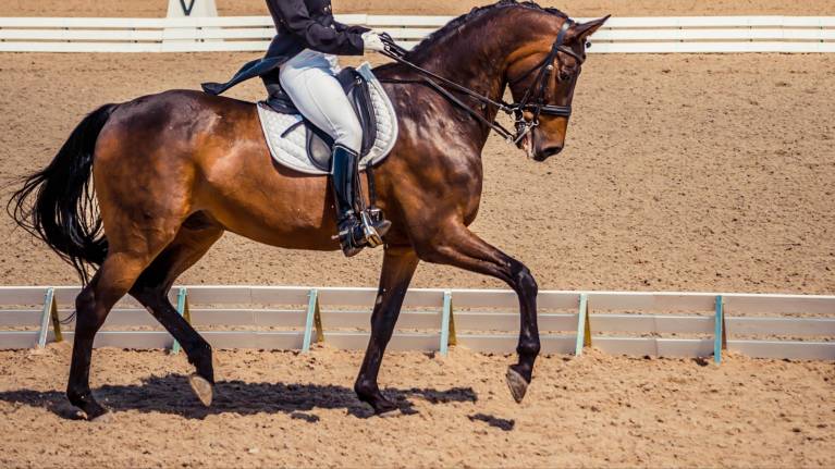 LeMieux National Dressage Championships