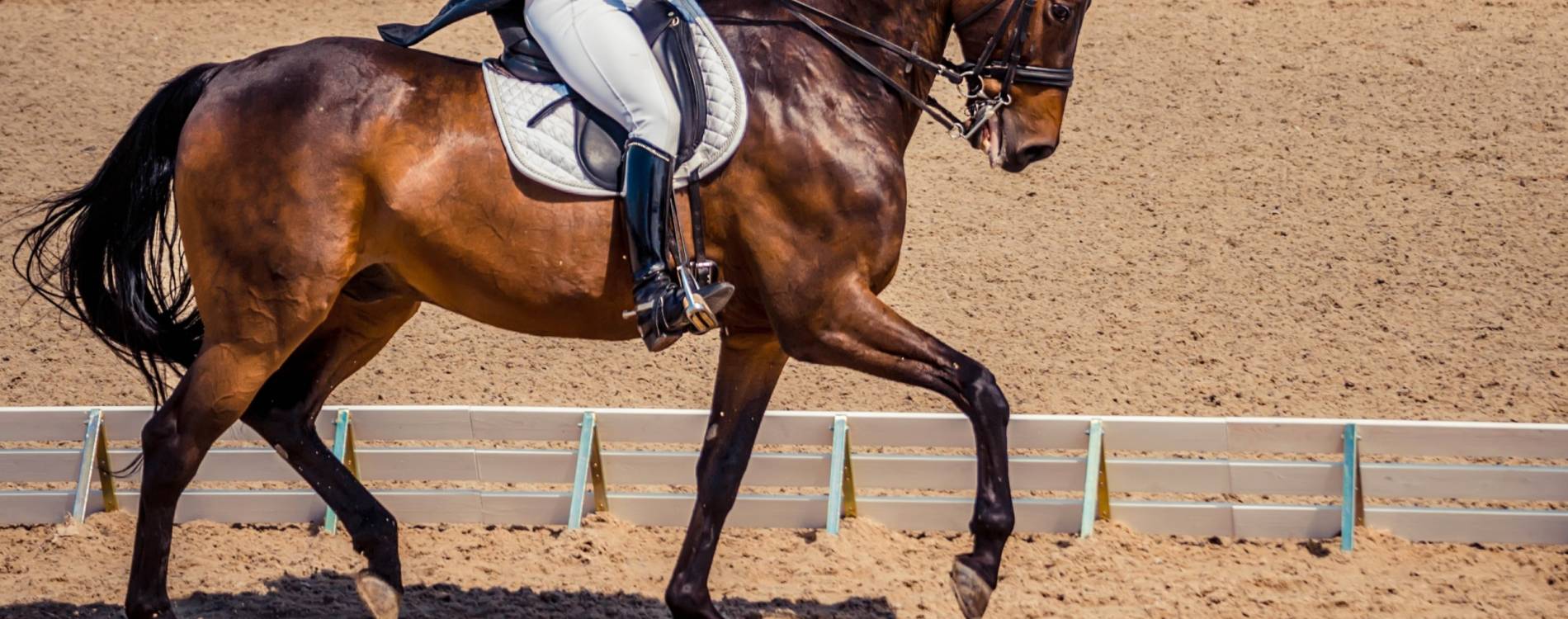 British Dressage Championships