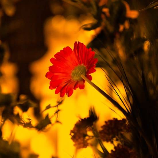 Candlelight: Een tribute aan Ludovico Einaudi