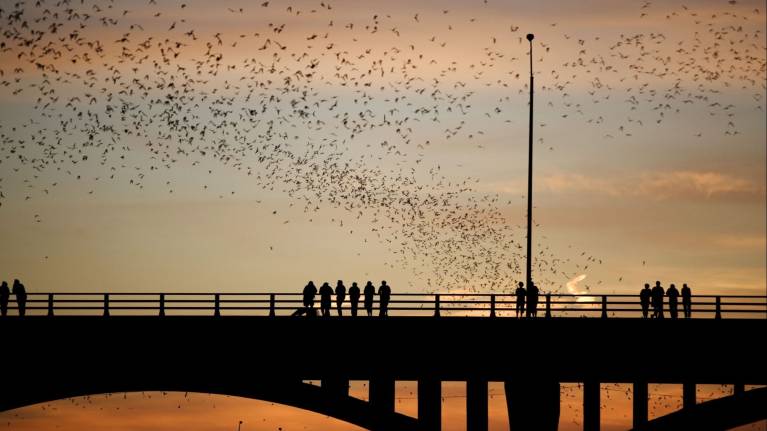 Congress Avenue Bridge