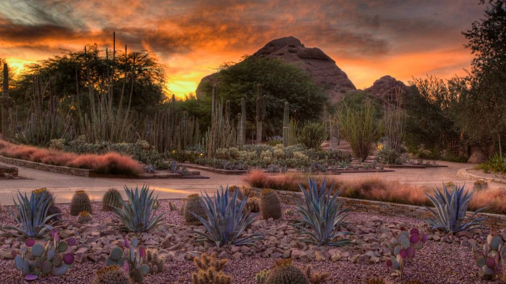 Desert Botanical Garden