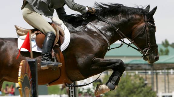 Tickets on Sale for the 2025 Adelaide Equestrian Festival