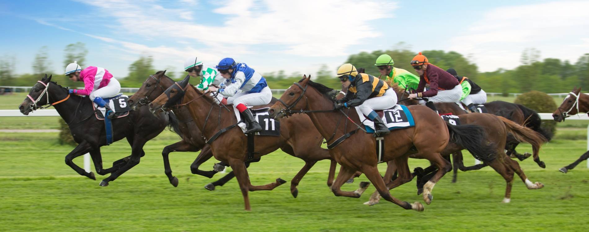Four-Legged Friends Raceday