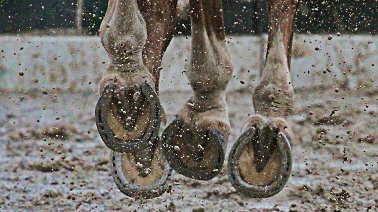 Champing at the Bit: Riders Ready for Horse of the Year Show