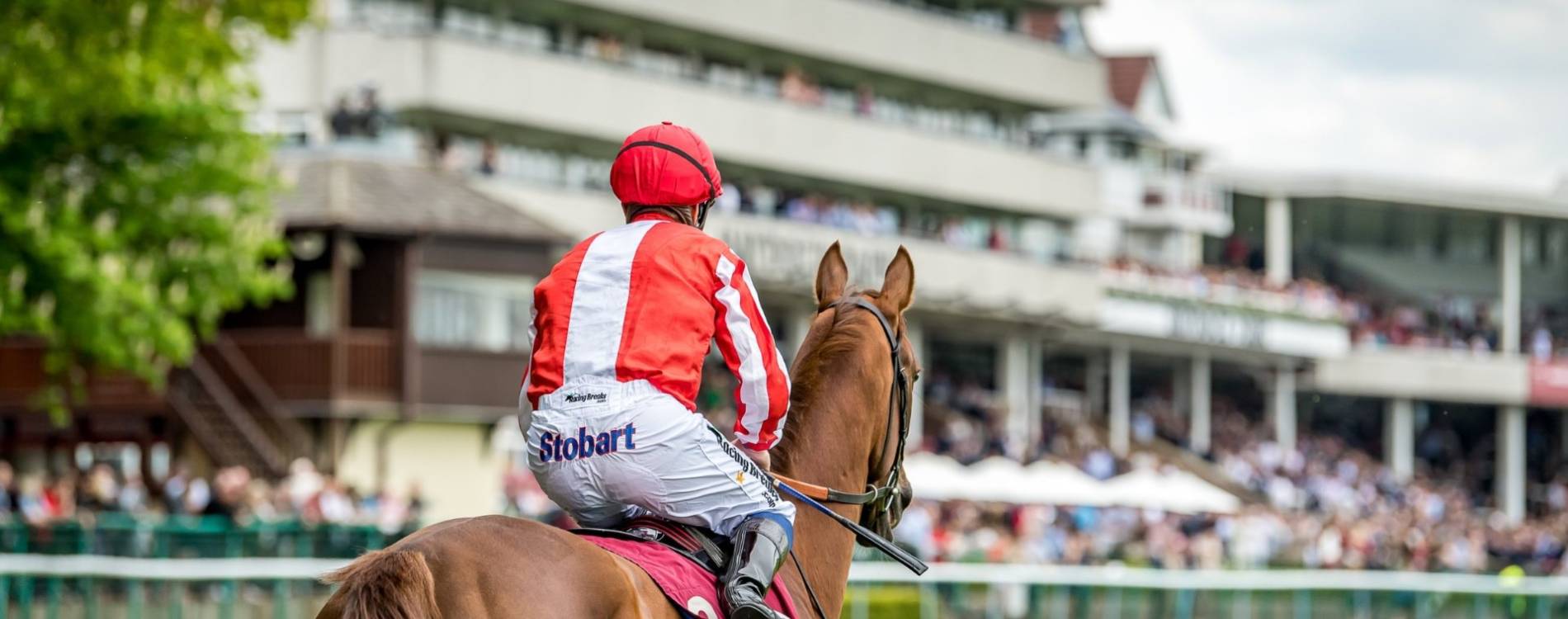 Horse at Haydock Park