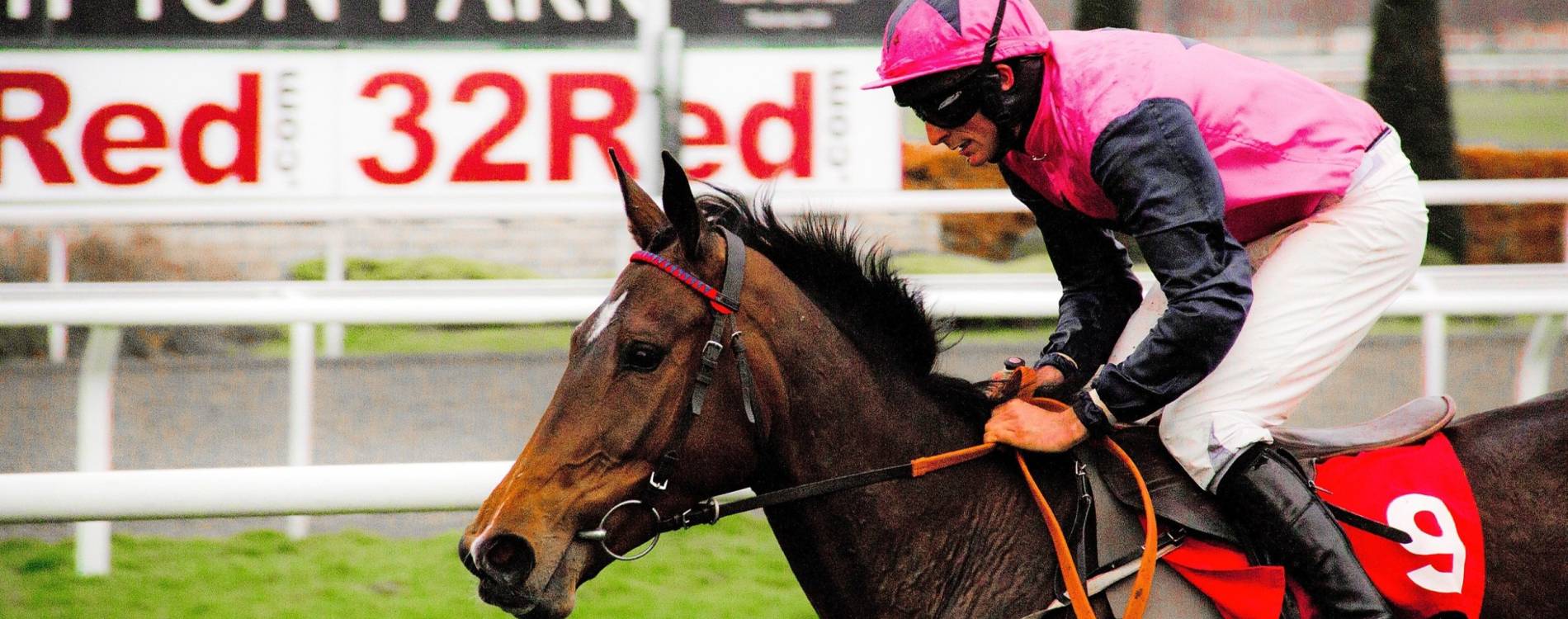 Horse at Kempton Park