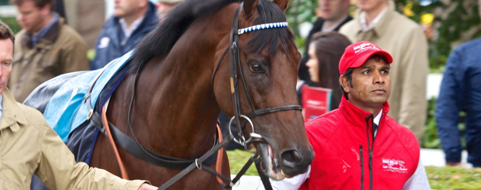 Horse at Leopardstown