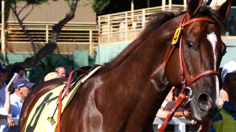 New Year's Weekend Raceday