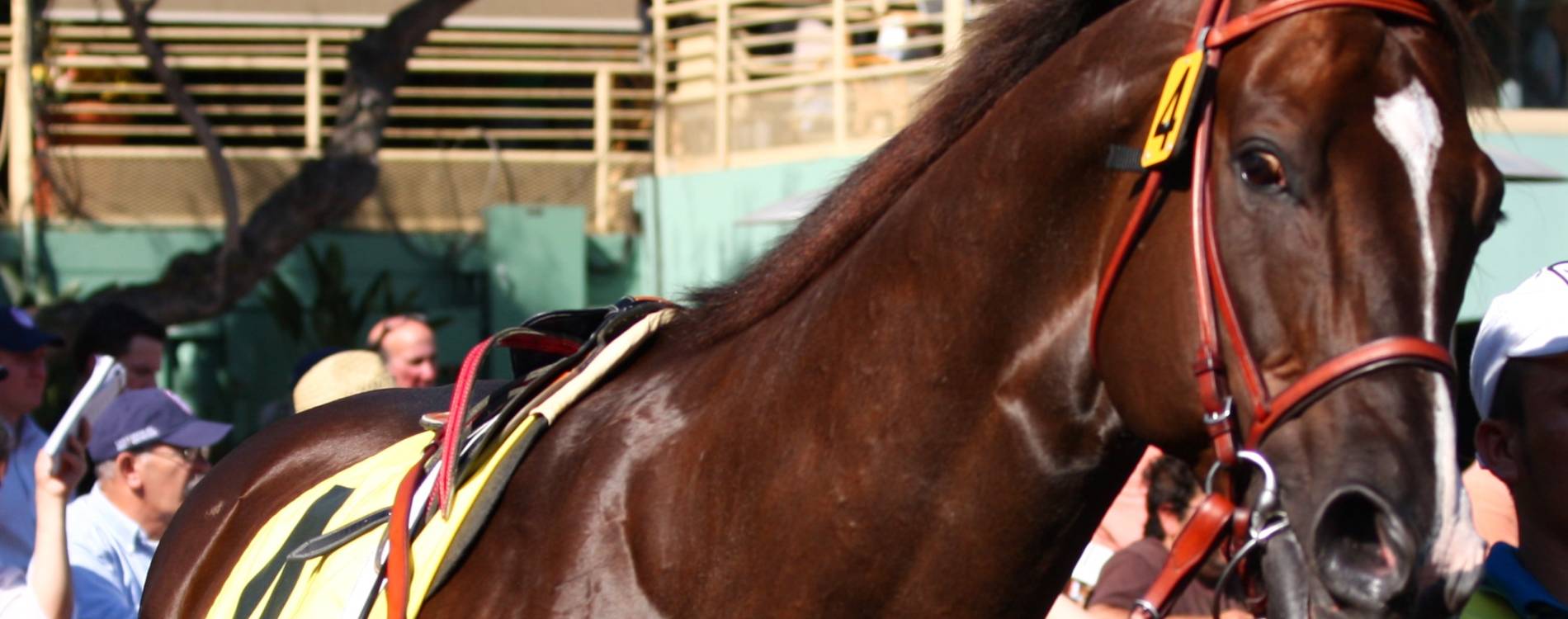 Horse at Santa Anita