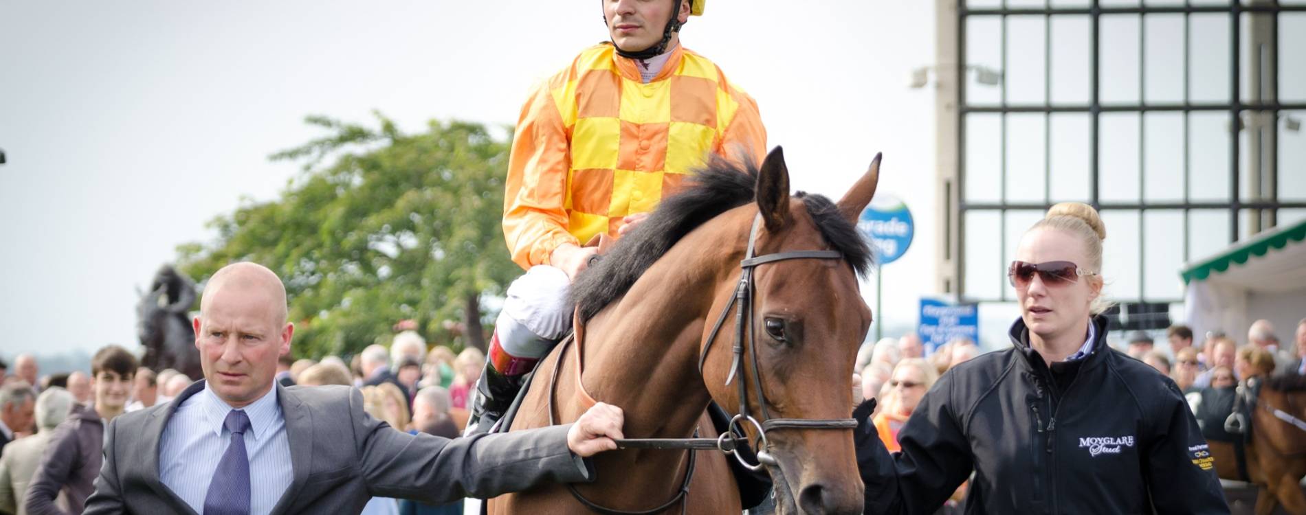Horse at The Curragh