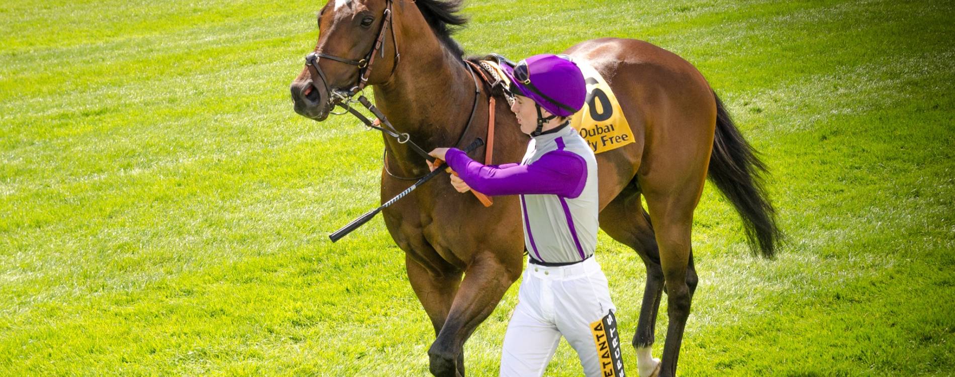 Horse at The Curragh