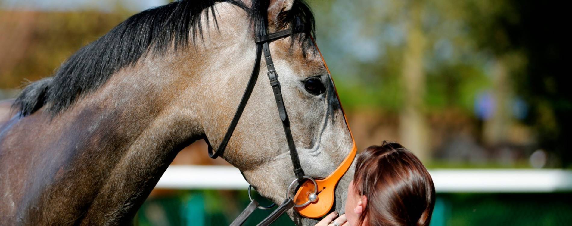 Horse before the race