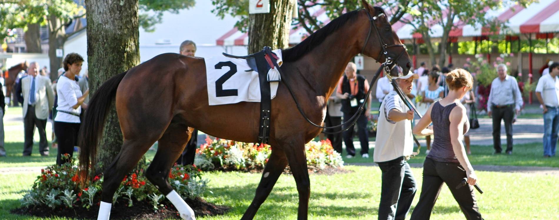 Horse in the Paddock at Saratoga