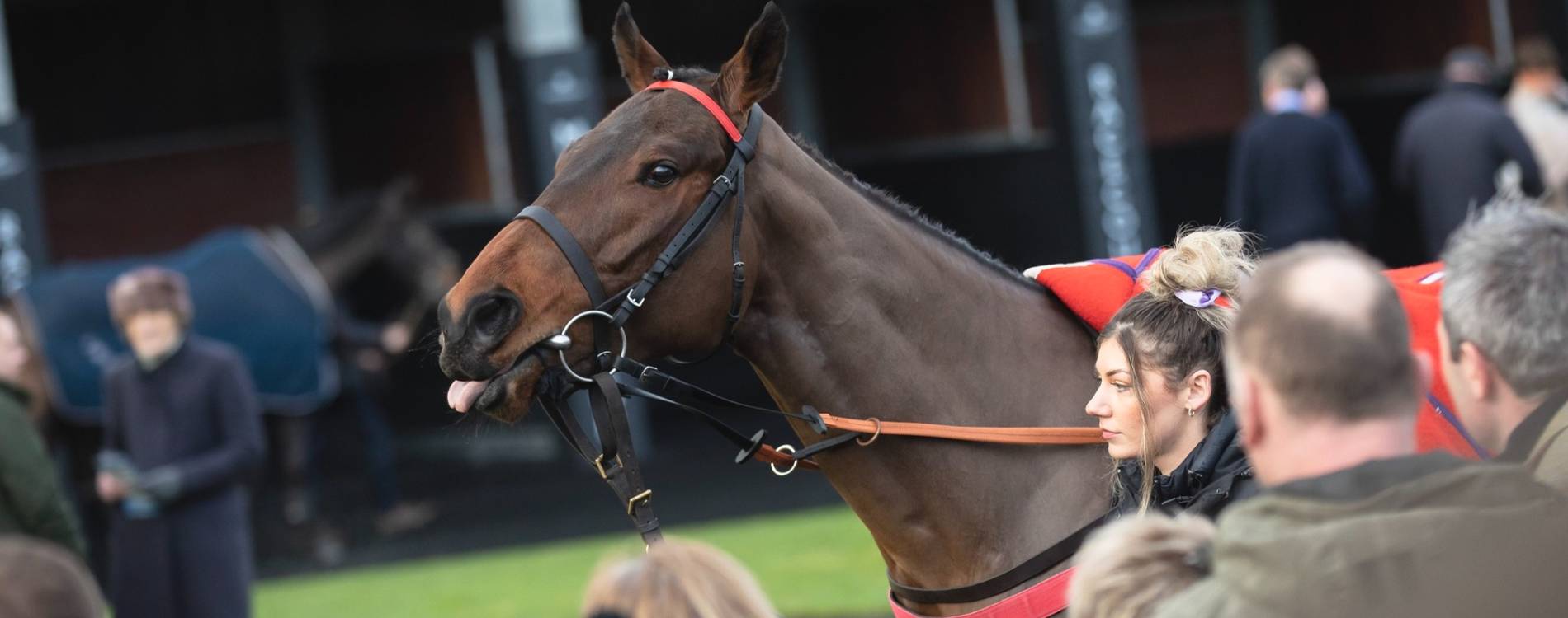 Horse sticks his tongue out