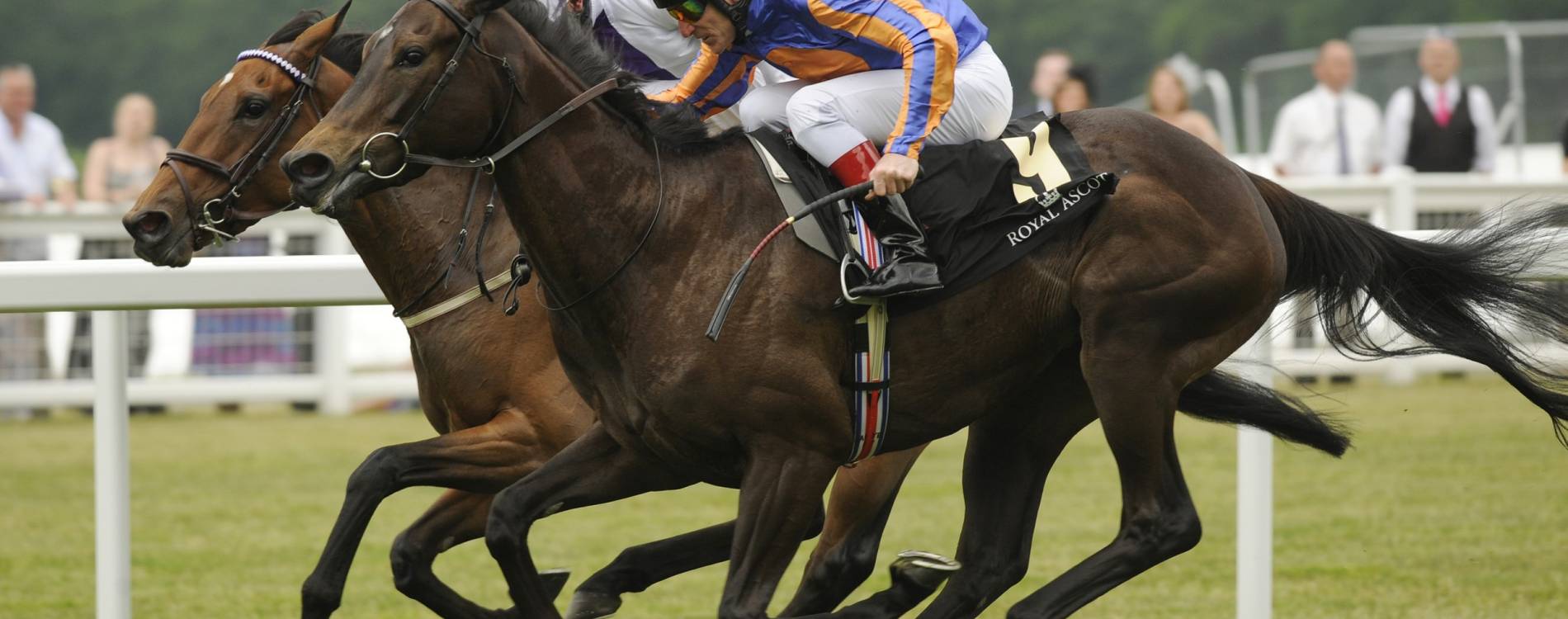 Horses and their riders head for a photo finish