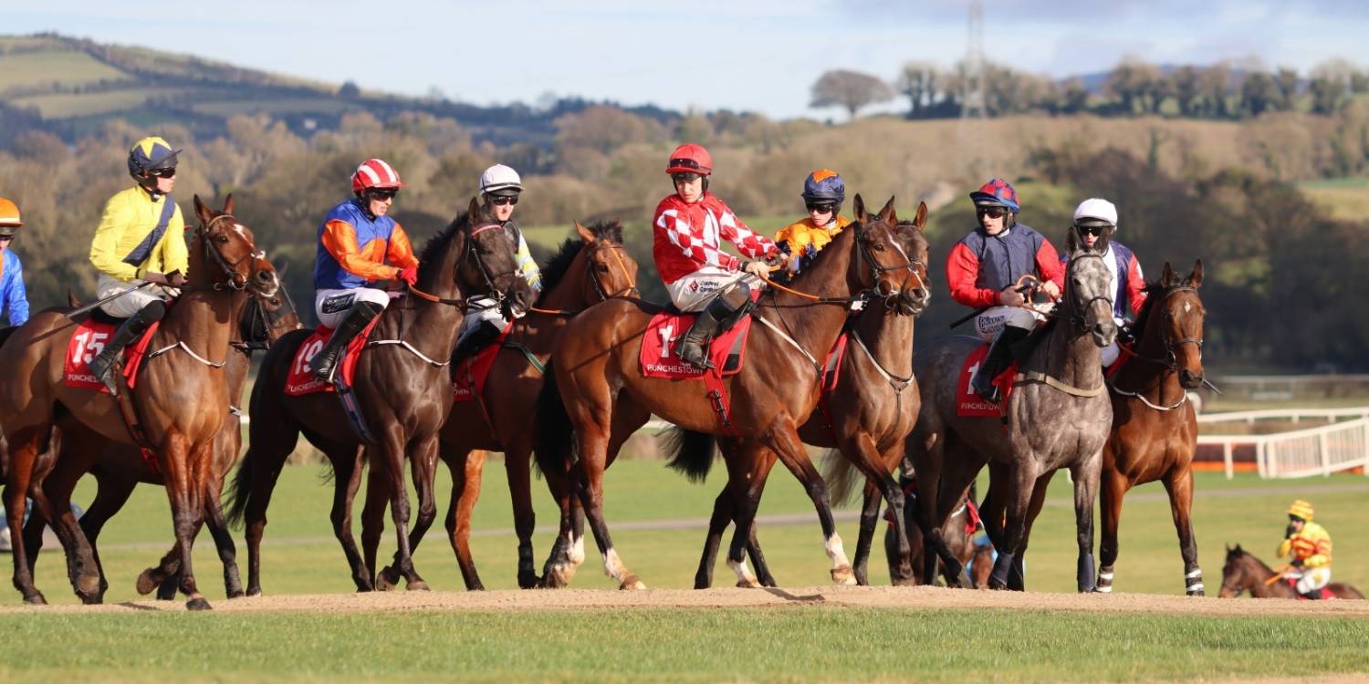 Horses at Punchestown
