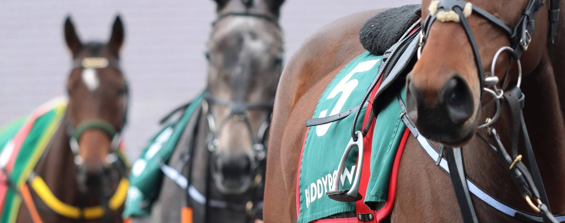 Horses in winter at Punchestown