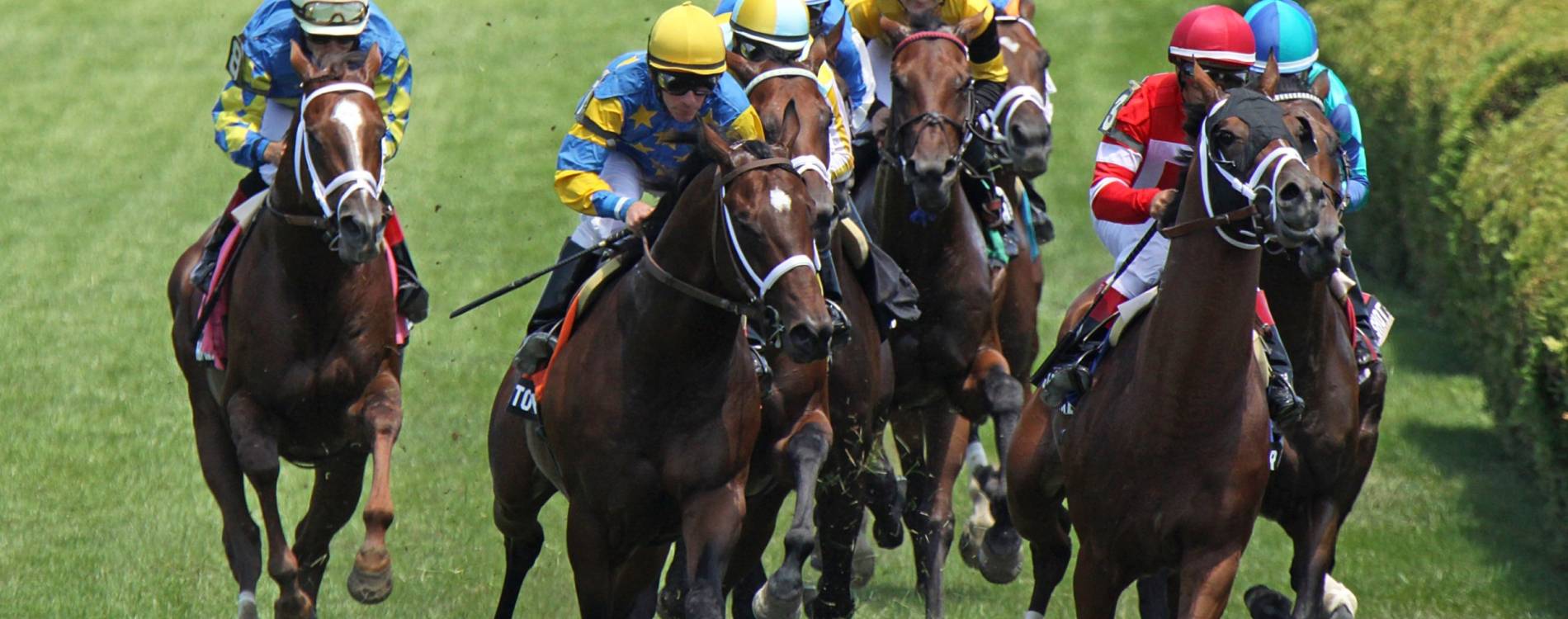 Horses on the track