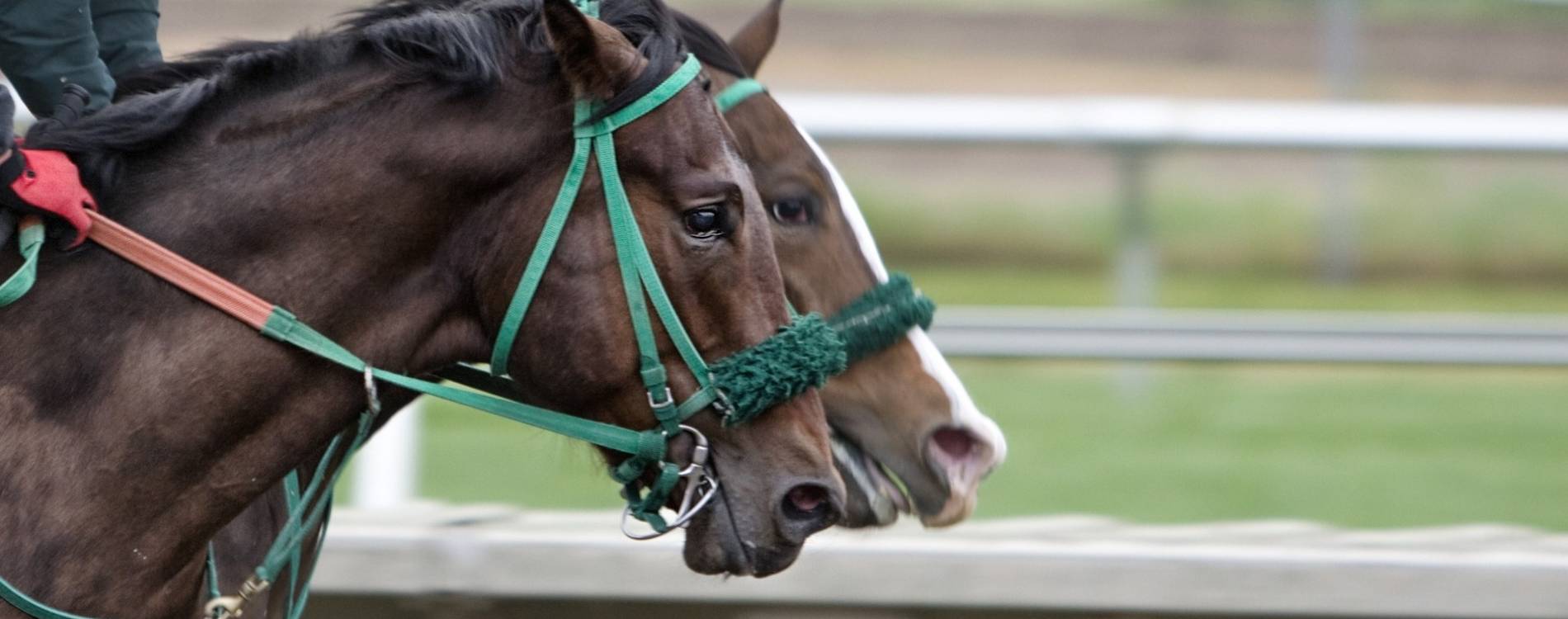 Horses Racing on the Track