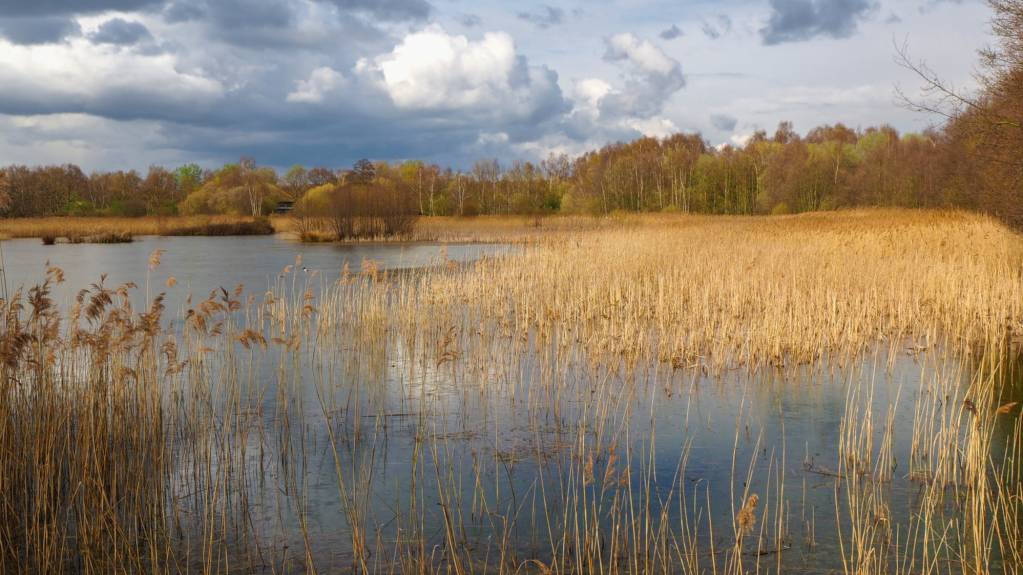 Potteric Carr Nature Reserve