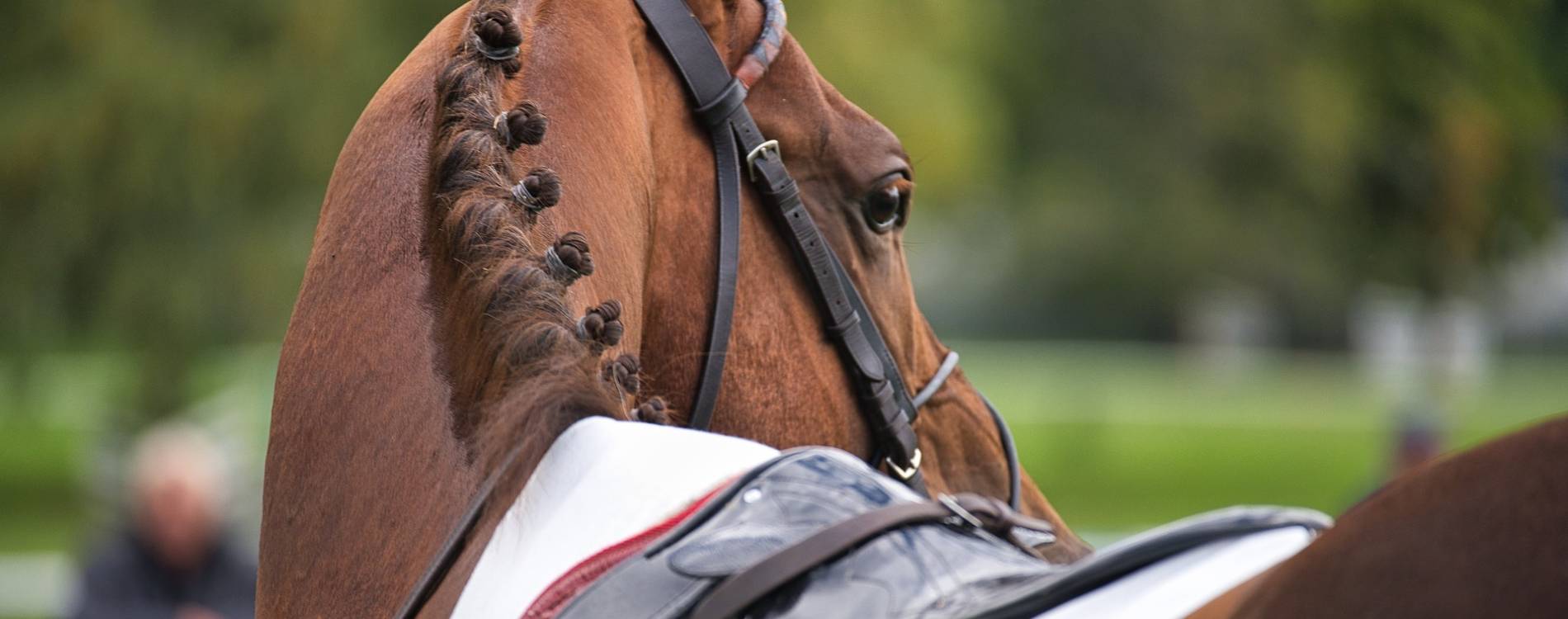 Racehorse turning to the side