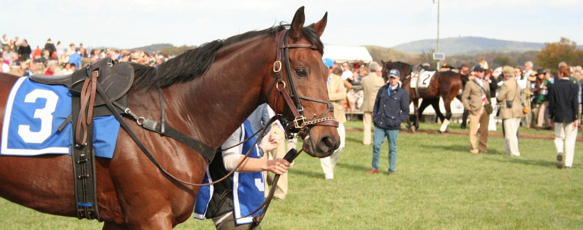 Racehorse walking by the racecourse