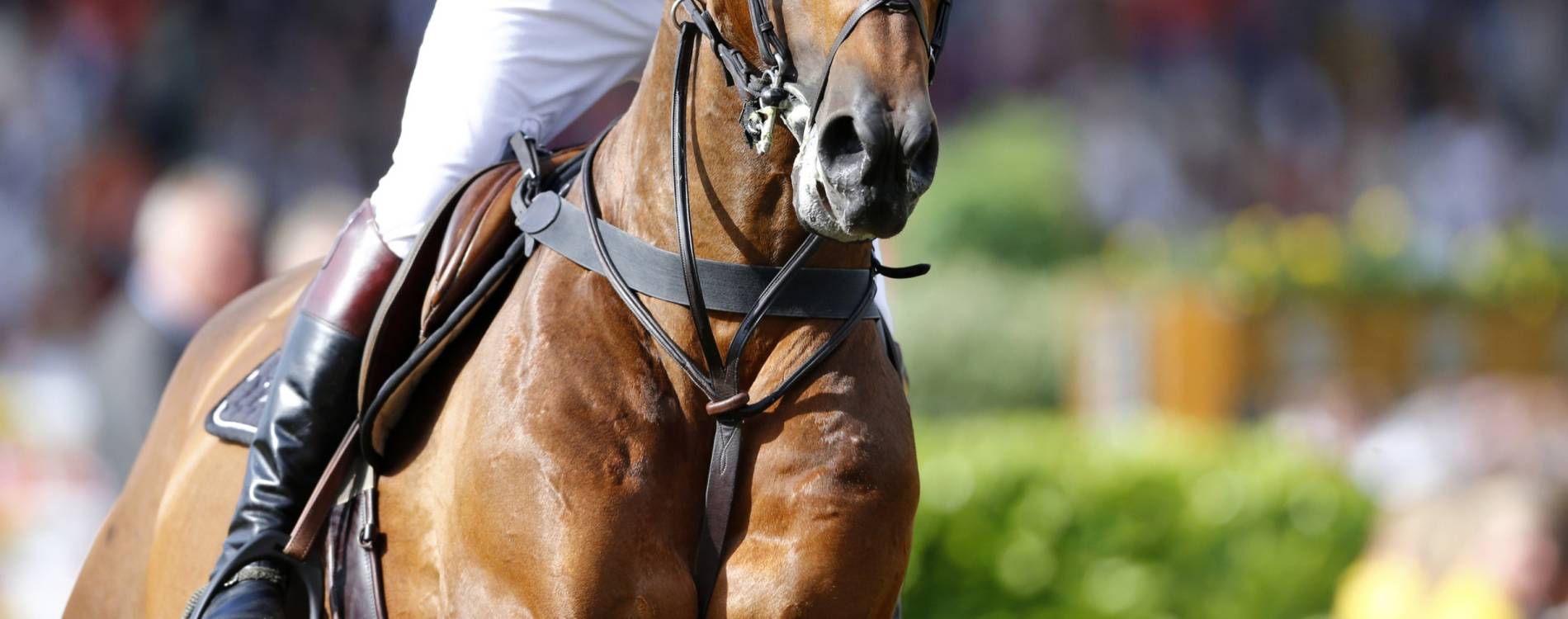 Royal International Horse Show