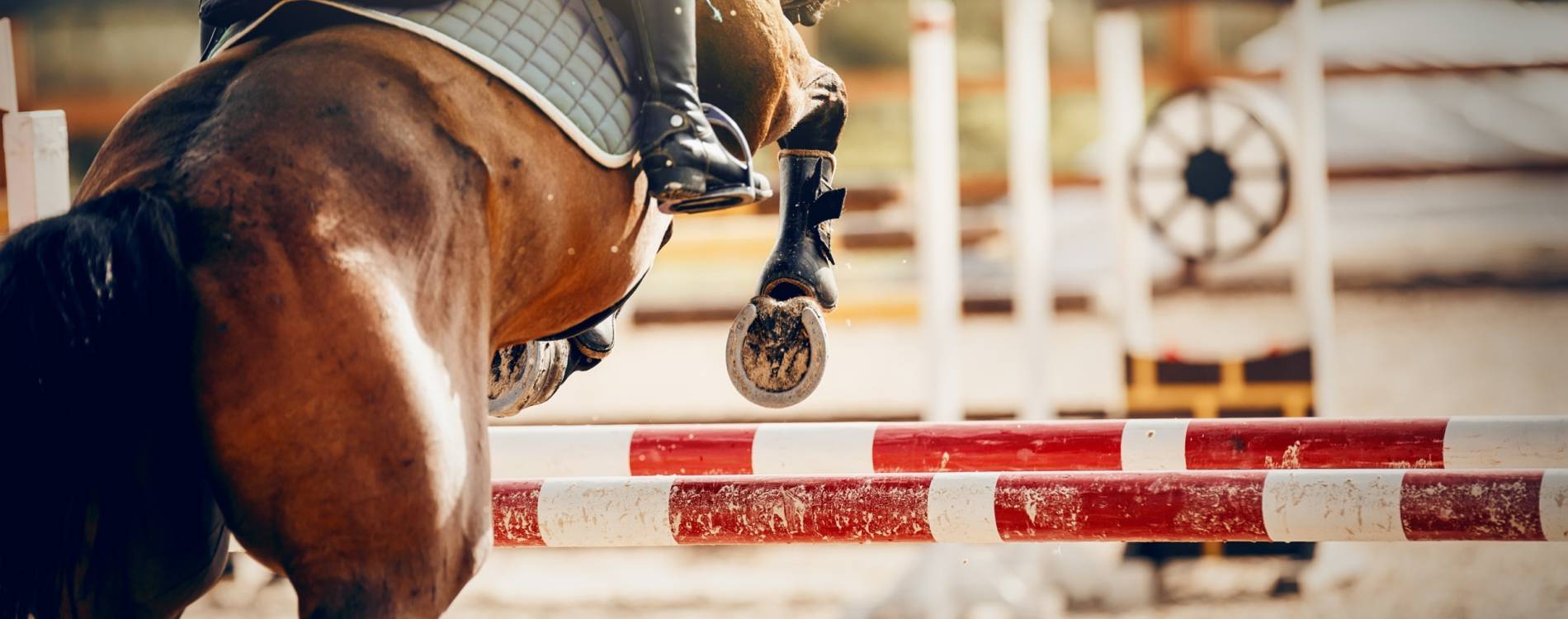 Show jumping