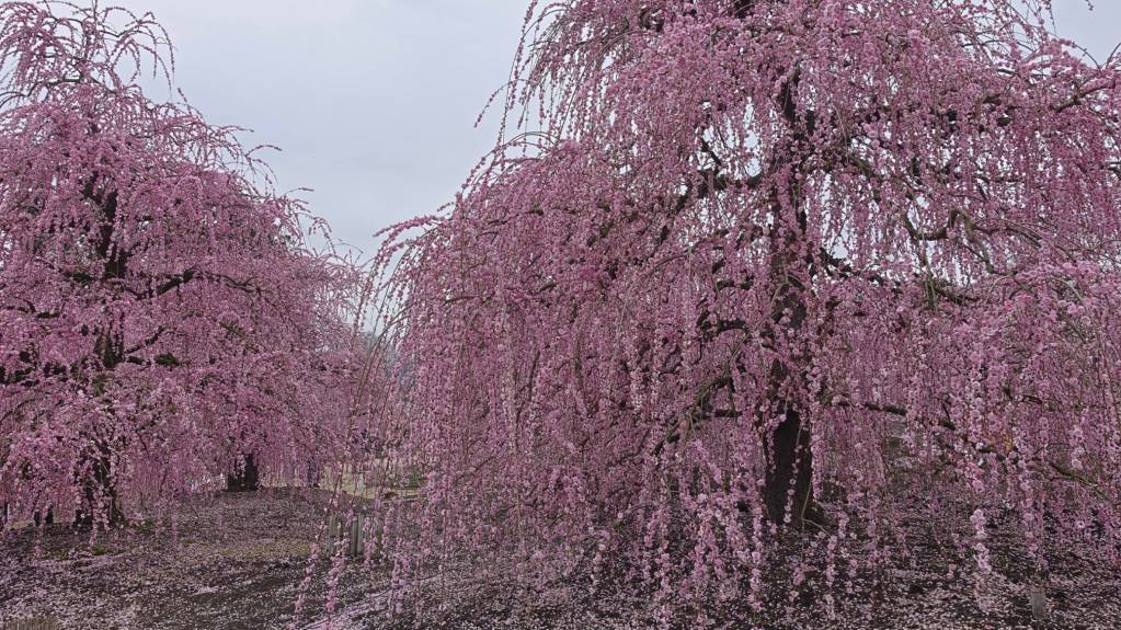 Suzuka Forest Garden