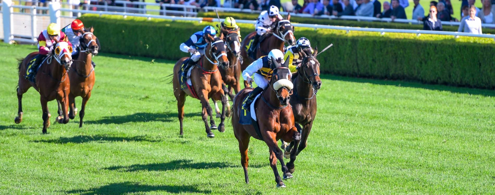 Yulong Golden Rose Day